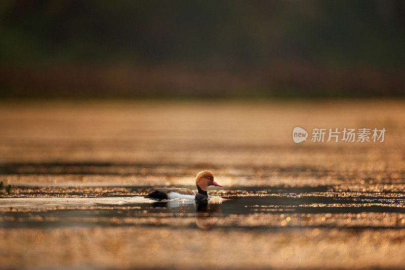 成年雄性红头潜鸭(Netta rufina)